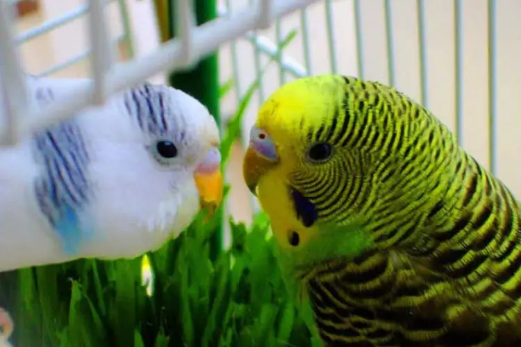 Do Budgies Need to be in Pairs