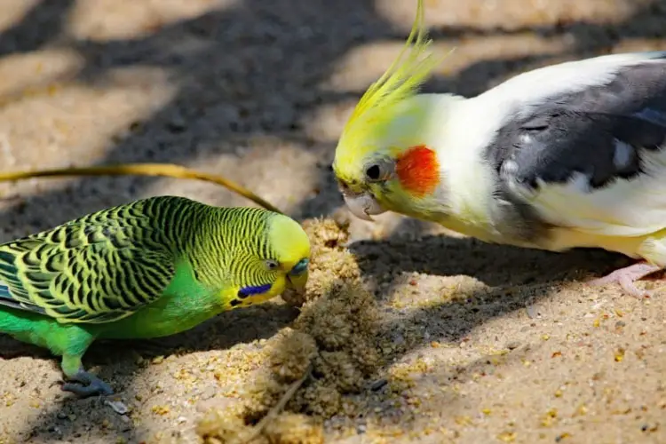 Do Budgies and Cockatiels Get Along