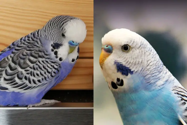 English Budgie Vs American Budgie