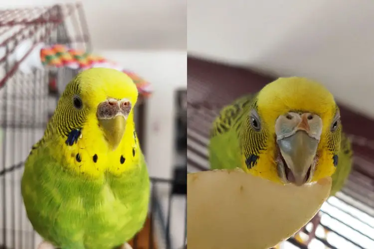 Female Budgie Cere Color Change