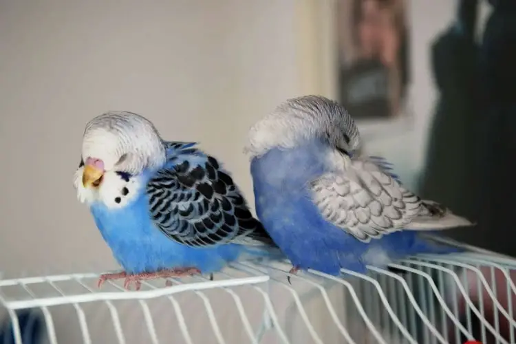 How Does A Budgie Sleep