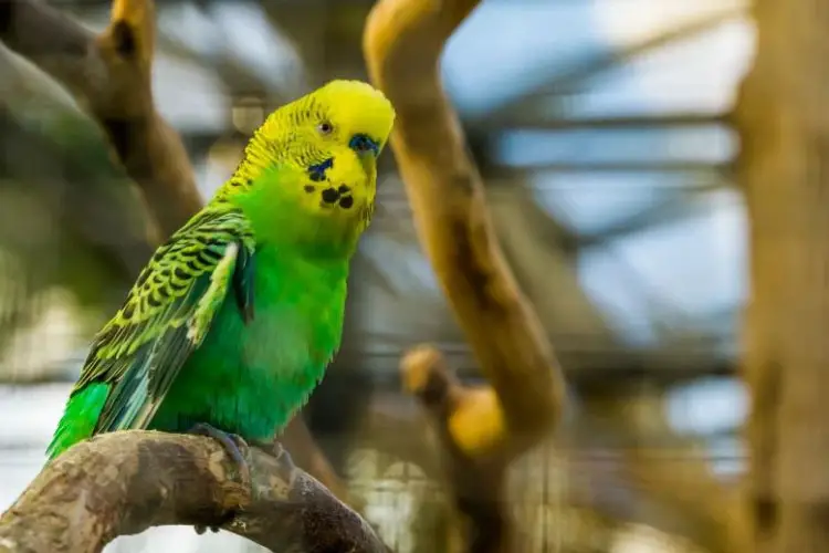 How Often Do Budgies Lay Eggs