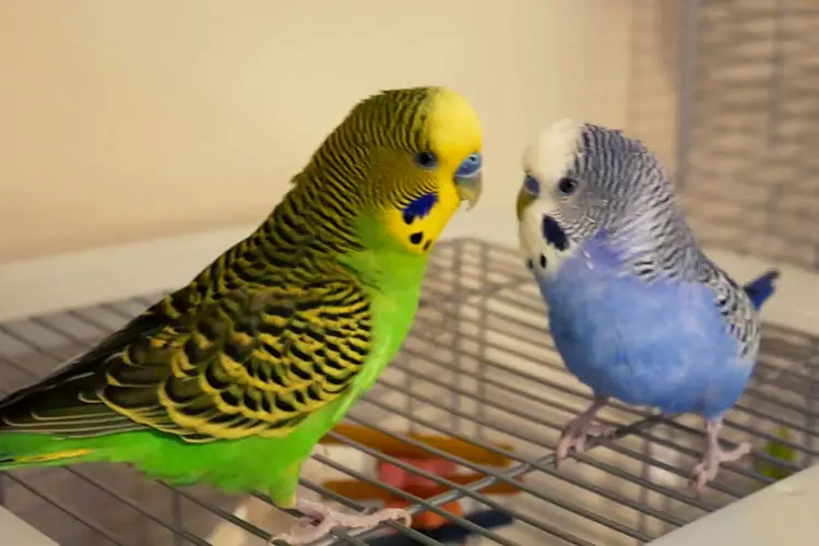 Is Your Budgie Regurgitating Or Vomiting