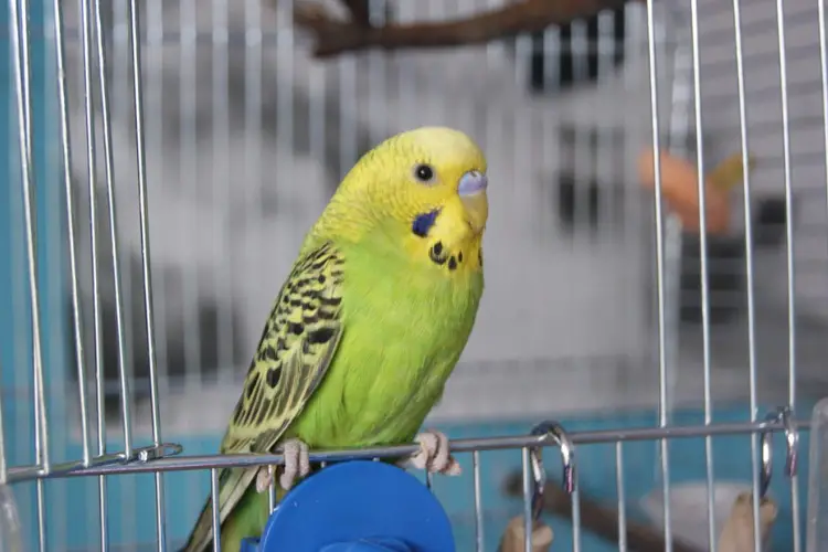 Is Your Budgie Scared of You