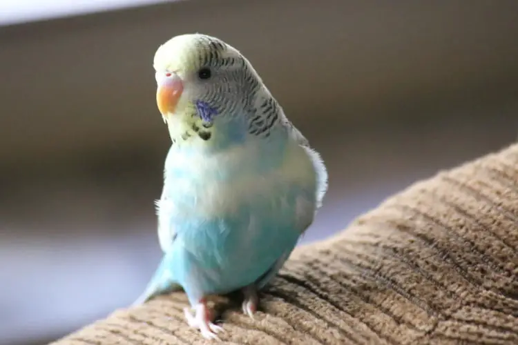 My Budgie Died Overnight