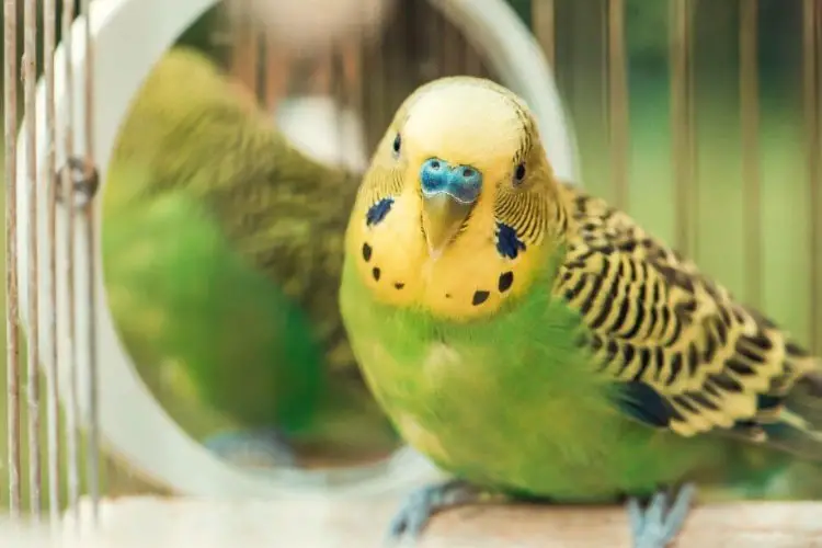 Overweight Budgie