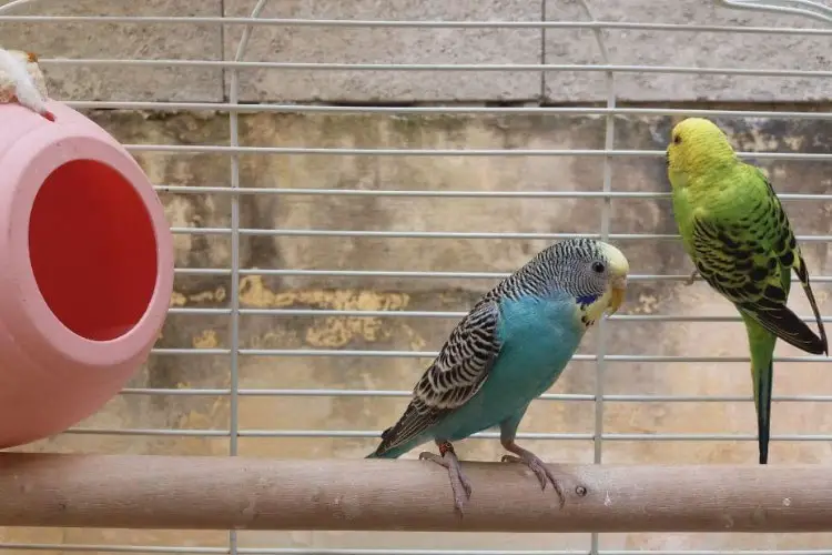 Pregnant Dead Budgie