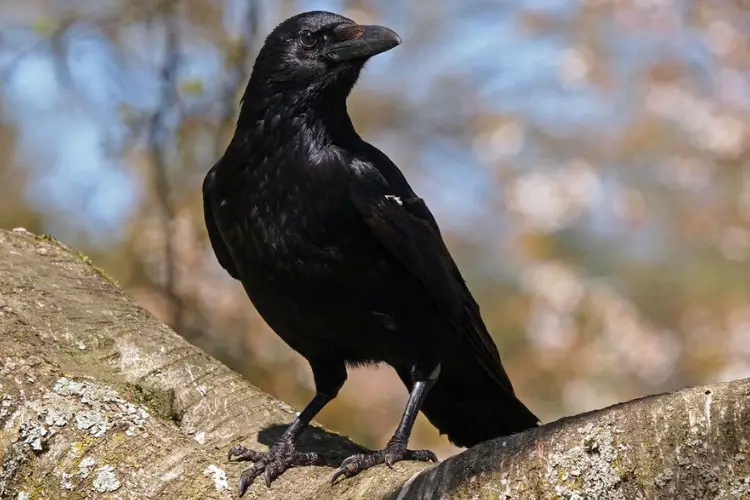 What Animals Eat Crows