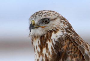 Hawks Vision vs Human: Do Hawks Have Good Eyesight?
