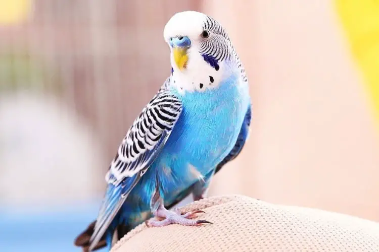 Why Does My Budgie Keep Opening Its Mouth