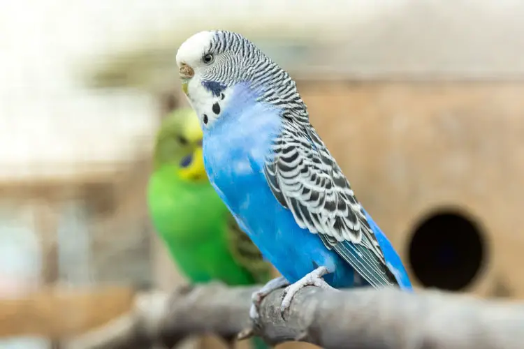 Why Is My Budgie Not Eating