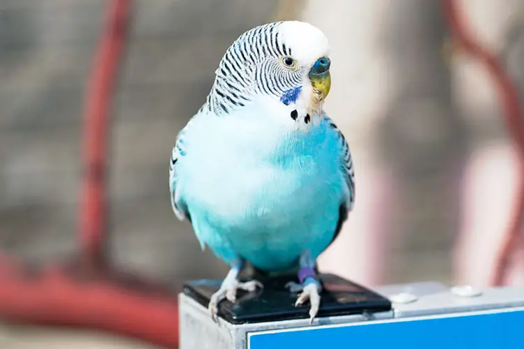 Why Is My Budgie Panting