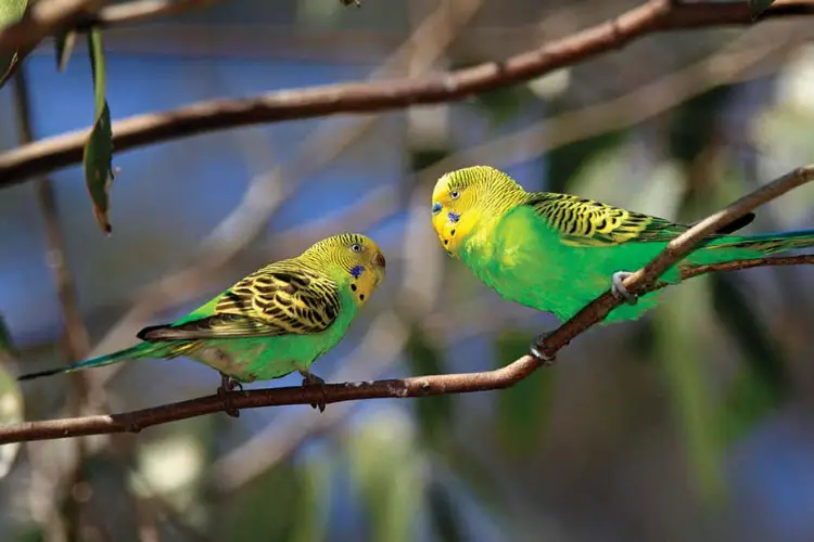 Why Is Your Budgie Sneezing