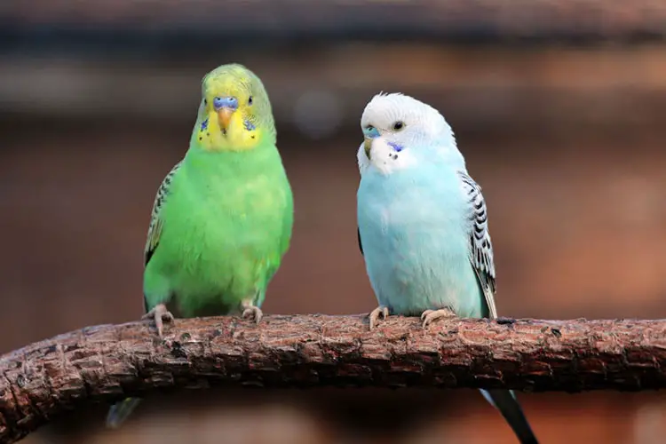 Why is Budgie Poop Sticking to Bottom