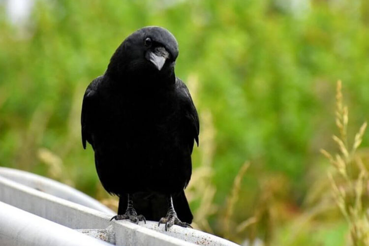 Are Crows Attracted to Shiny Objects