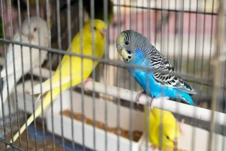 Are My Budgies Fighting or Playing