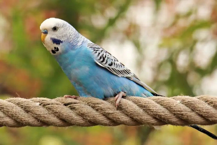 Budgie Laying Eggs on Bottom of Cage