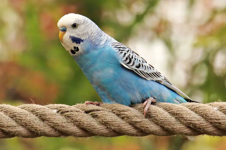 Do Budgies Like to be Held