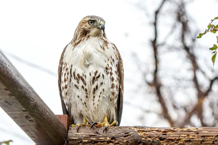 Hawk Approaching Speed