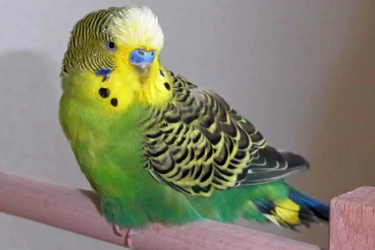 How Often Do Budgies Molt