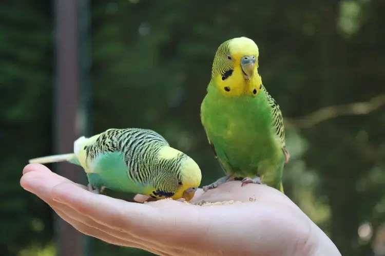 Why Does My Budgie Nibble My Finger