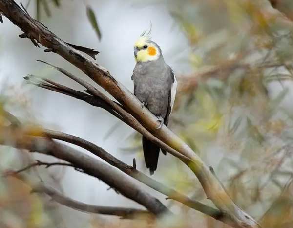 3 Easy Ways to Find Your Lost Cockatiel