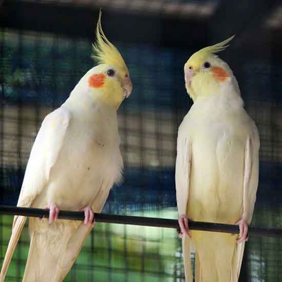 A Pair Cockatiels