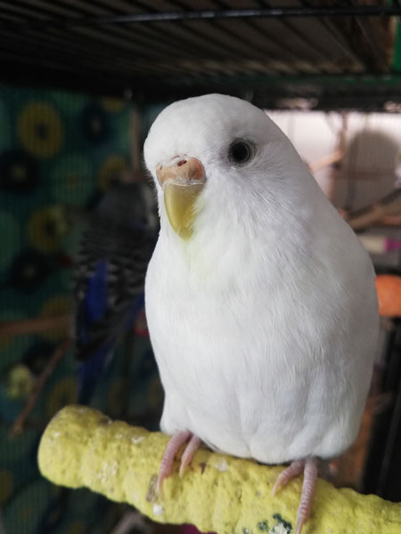 Albino Budgie Lifespan