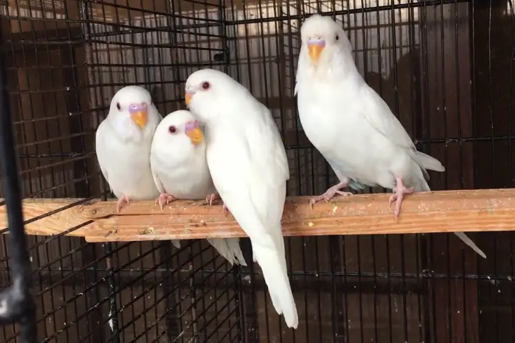 Albino Budgie