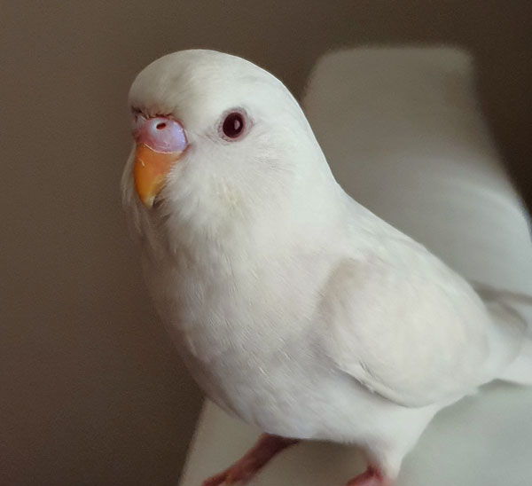 An Albino Budgie