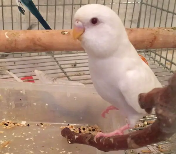 Are Albino Budgies Female or Male