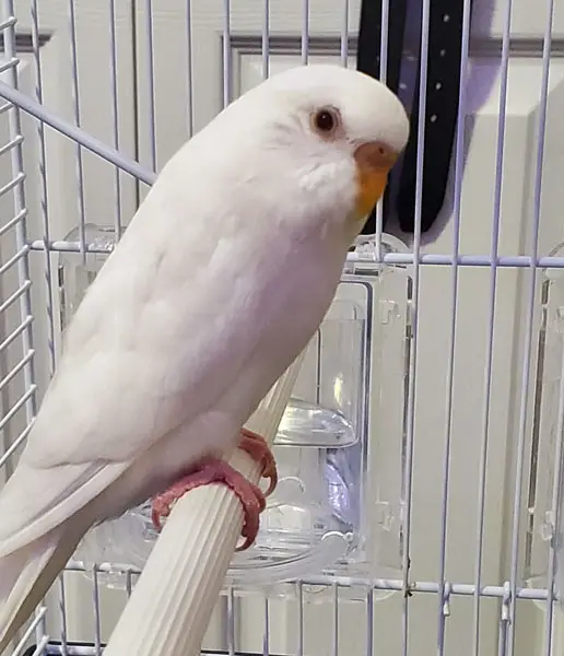 Are Albino Budgies Rare