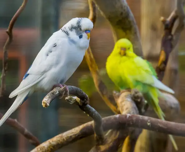 Are Albino Parakeets Healthy