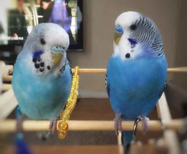 Are Blue Budgies Female or Male