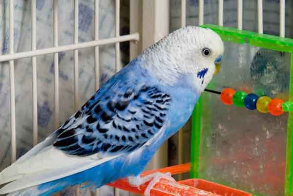 Are Blue Budgies Rare