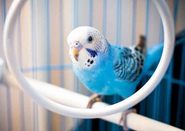 Are Blue Parakeets Healthy