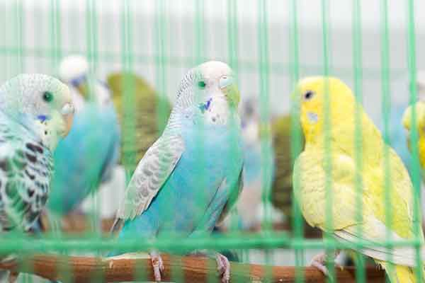 Are Budgies Happy In Cages