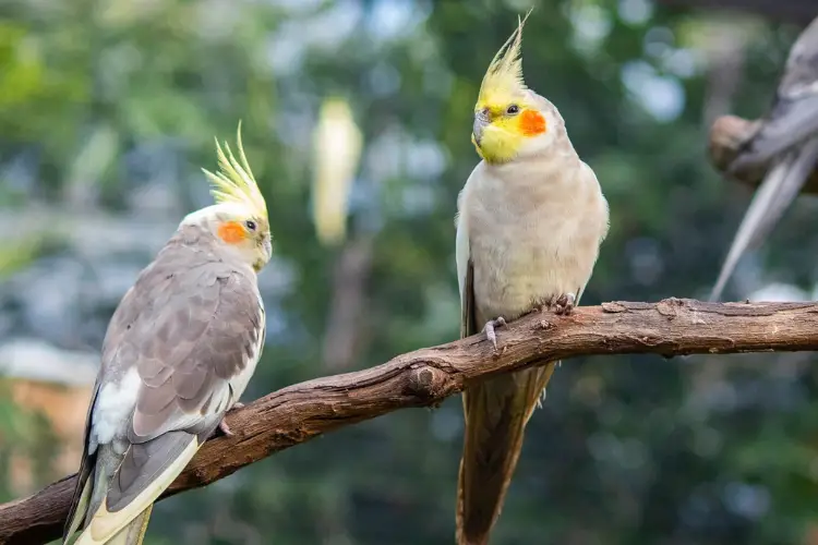 Are Cockatiel Bites Dangerous