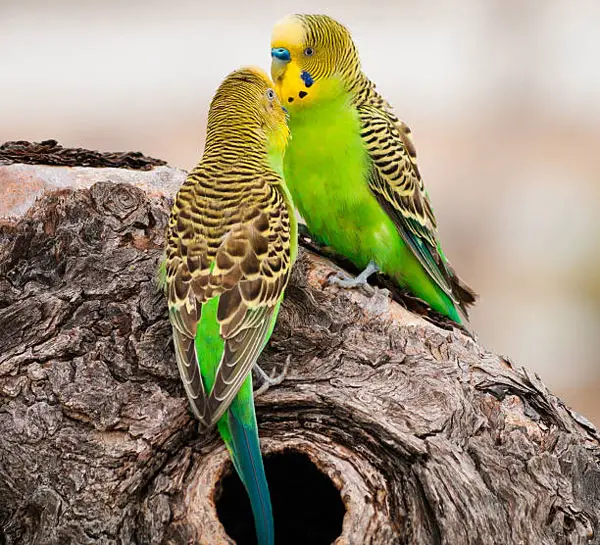 Are Green Budgies Female Or Male