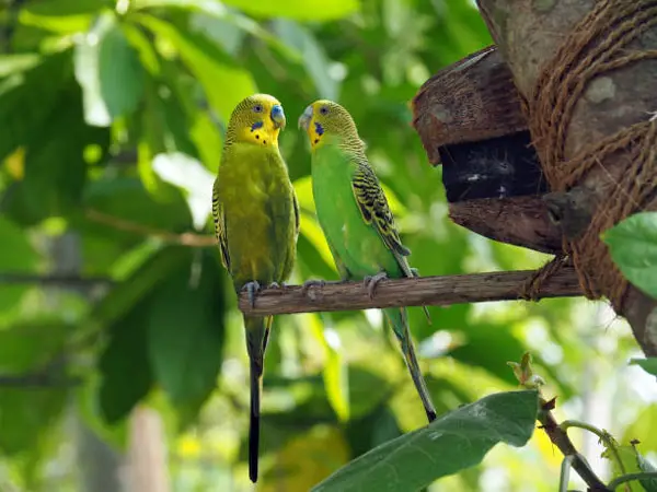 Are Green Budgies Rare