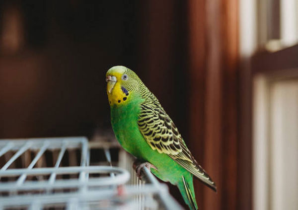 Are Green Parakeets Healthy