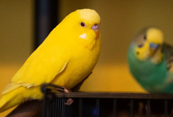 Are Lutino Budgies Female