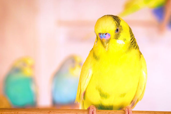 Are Lutino Budgies Healthy