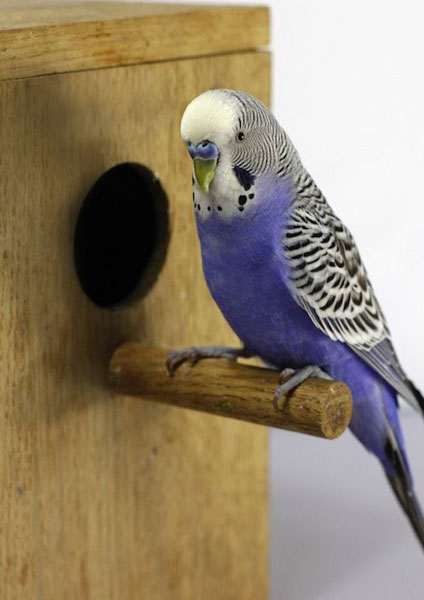 Are Purple Budgies Expensive
