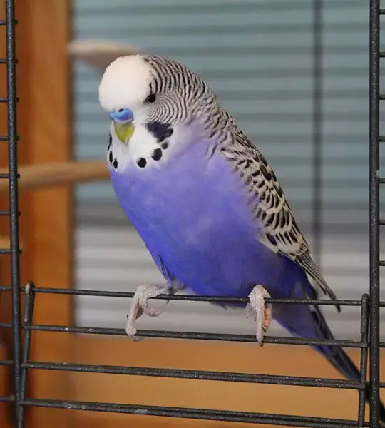 Are Purple Budgies Female or Male