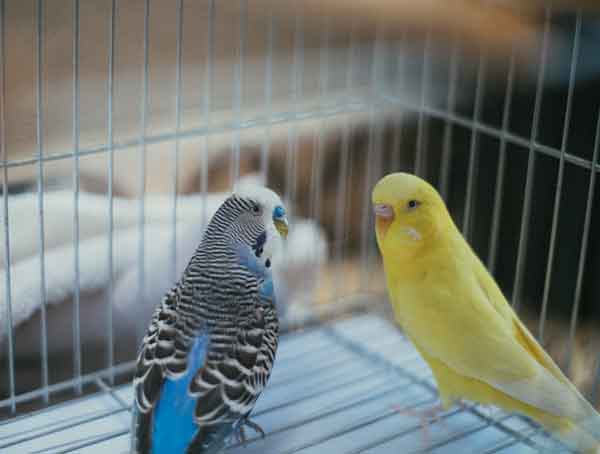 Are Tall Cages Good For Budgies