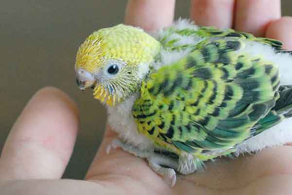 At What Age Do Baby Budgies Become Full Size