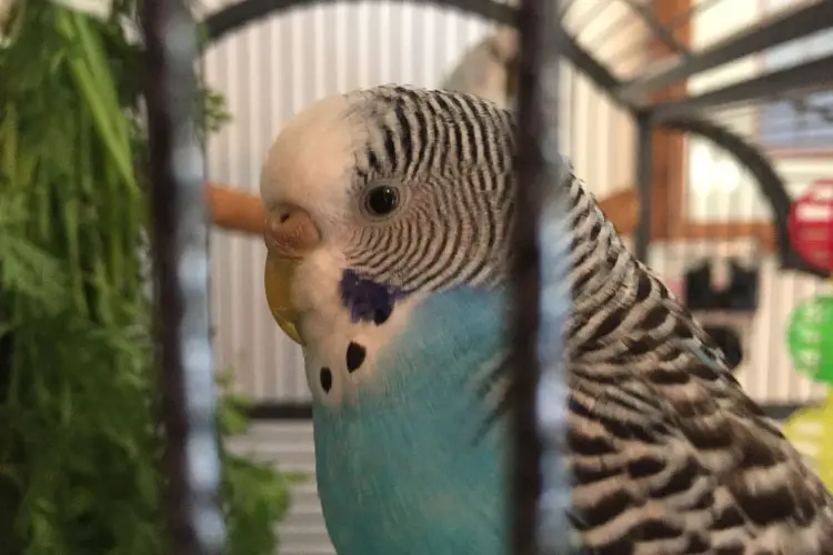 Blind Budgie