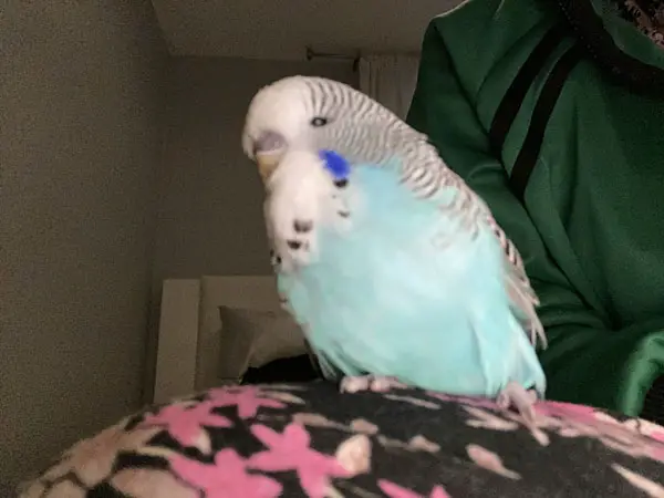 Blind Budgies Depression