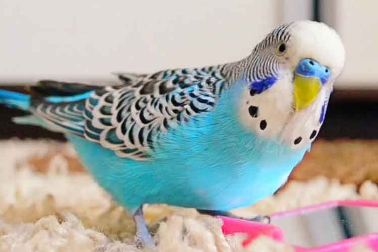 Blue Budgie